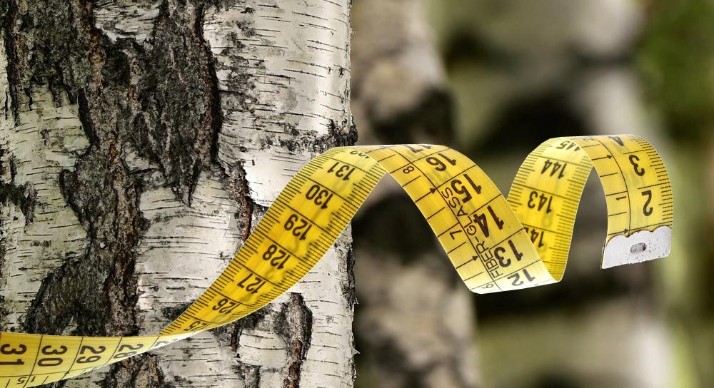 Les propriétés du bouleau et son usage dans les compléments alimentaires 
