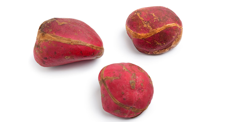 La noix de Kola bienfaits et propriétés